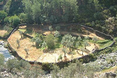 walled olive grove Las Hurdes