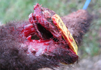 Electronic Identification