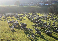 Electronic Identification