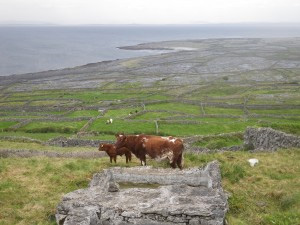 Aran Conservation Research Project