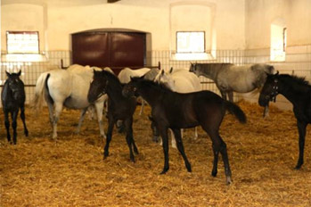 Lipizzaner horse rearing station in Piber