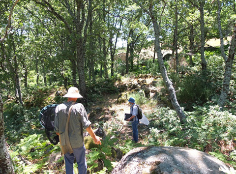 Pyrenean oak woodland
