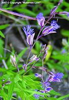 Siberian milkwort