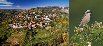 village and red-backed shrike