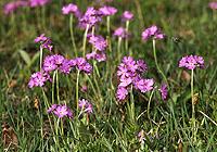 Bird&rsquo;s eye primrose