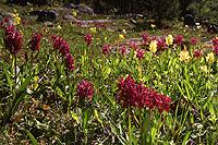 Orchid Dactylorhiza sambucina