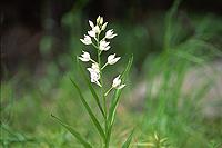 Orchid Cephalanthera longifolia