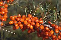 Hippopha&euml; rhamnoides
