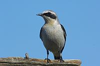 Northern Wheatear (Oenanthe oenanthe)