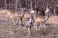 Roe deer