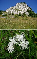 Calcareous cliffs, Dianthus spiculifolius