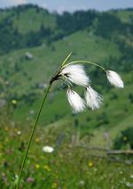 Cotton grass