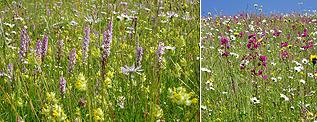 Meadows with orchids