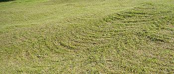 Coasa – vegetaţie scurtă uniformă în cadrul unei fâneţe 