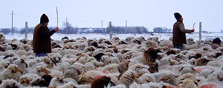 Transhumanţa pe distanţă lungă
