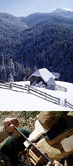 Pădurea pe perioada de iarnă