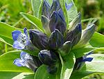 cross gentian (larval host plant of mountain alcon blue)