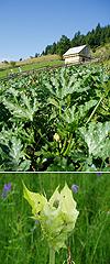 Vegetable plot and cabbage thistle