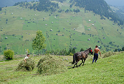 Hay making