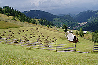 Meadow during mowing