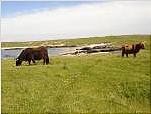 Sandy coastal pasture & machair