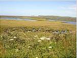 Blanket bogs, lowland moorland & rough pasture