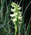 Spiranthes romanzoffiana