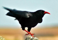 red-billed chough