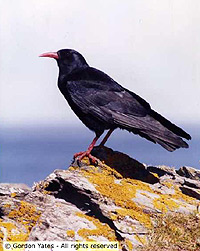 Chough