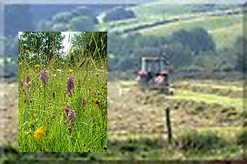 Species-rich hayfields