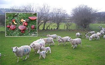 sheep monoculture