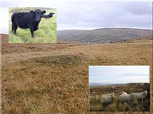 coalfield&rsquo;s upland grazings