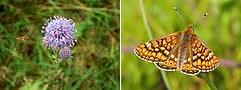 Succissa pratensis and Euphydryas aurinia