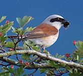 red-backed shrike