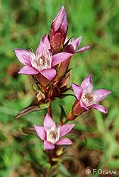 Gentianella germanica