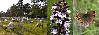 sheep-grazing and orchis purpurea