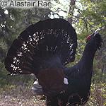 Capercaillies