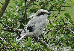 Great Grey Shrike