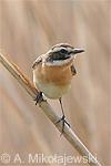 whinchat