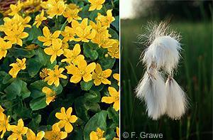 Eriophorum sp. and Caltha palustris