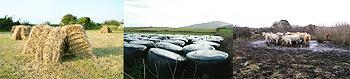 hay, silage, permanent pasture