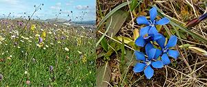 grasslands and spring gentian