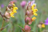 Yellow rattle