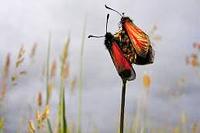 Burnet moth