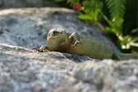 Lizard	