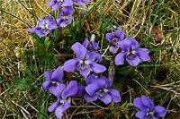 Common dog violet