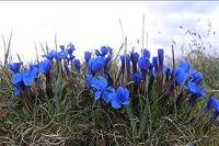 Spring gentian
