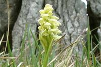 Dense-flowered orchid  