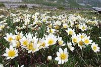 Mountain avens