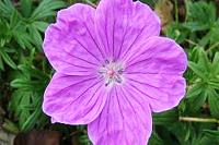 Bloody cranesbill